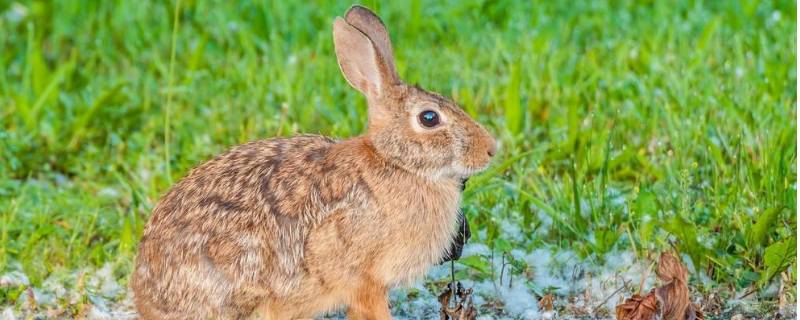 棉尾兔的特点 棉尾兔几