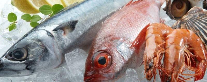 新鲜鱼放冰箱冷藏可以放多久 新鲜鱼放在冰箱冷冻可以放多久