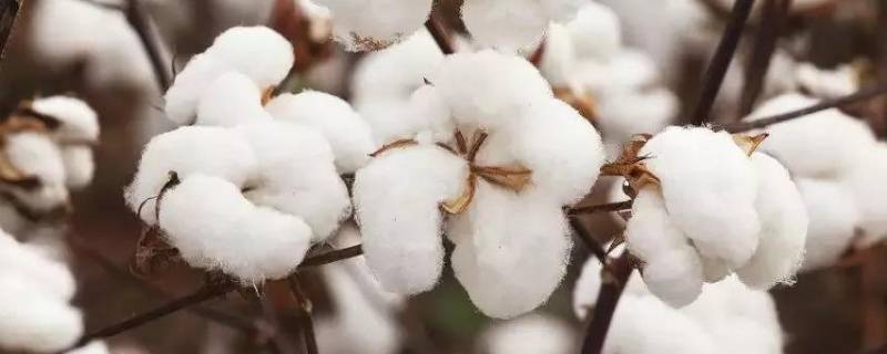 新疆产棉花的地区有哪些 新疆哪个地区产棉花
