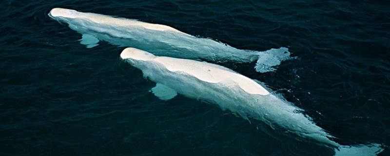 白鲸的特点（白鲸的特点介绍）