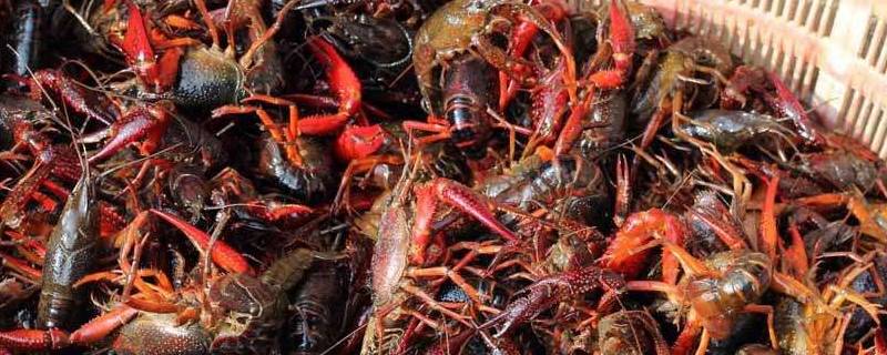 死龙虾和活龙虾的区别 死龙虾和活龙虾口感