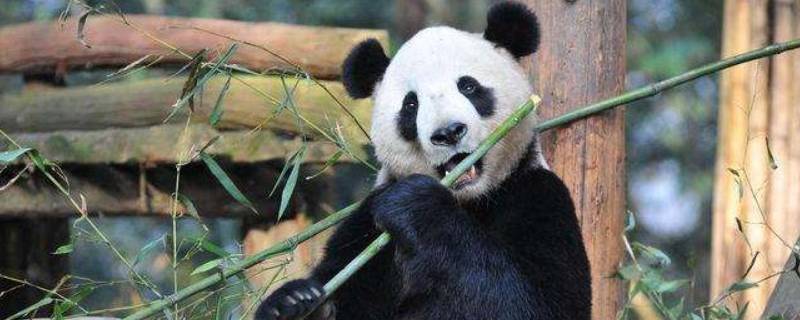 大熊猫怎么吃竹子 大熊猫怎么吃竹子的作文