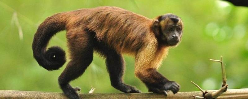 巴西卷尾猴的特点（南美卷尾猴）