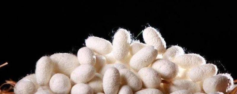 蚕丝被称为 蚕丝被称为(  锦衣华裳 衣之贵族 羽衣之首 玄衣纁裳