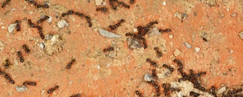 蚂蚁多是什么原因 最近蚂蚁多是什么原因