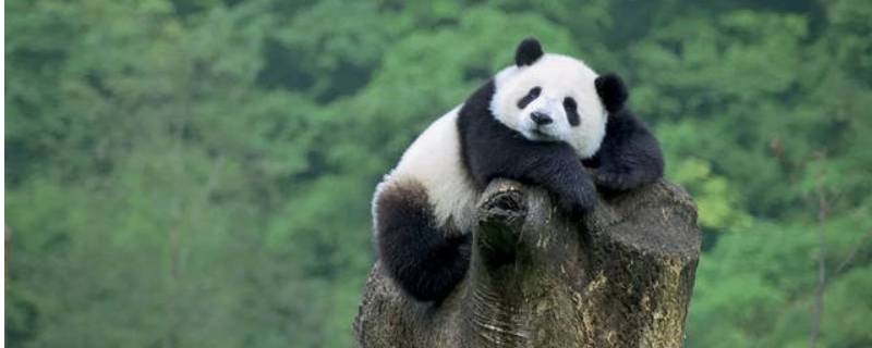 大熊猫又称 大熊猫又称为