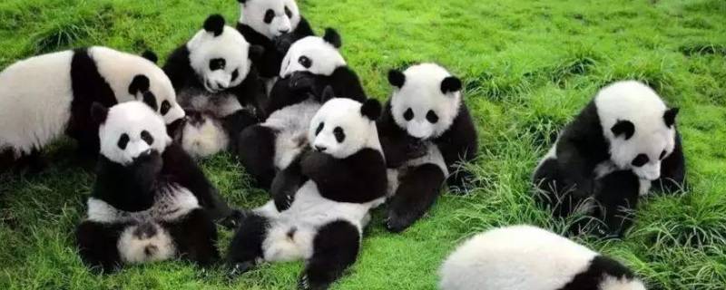 熊猫的名称有哪些 国宝大熊猫的名称有哪些