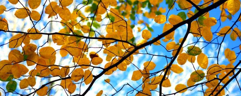 秋天树叶为什么变黄了（秋天树叶变黄是为什么）