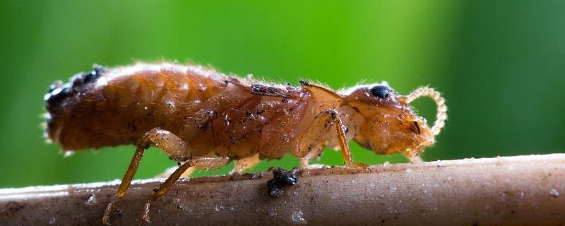 如何消灭大水蚁（如何驱赶大水蚁）