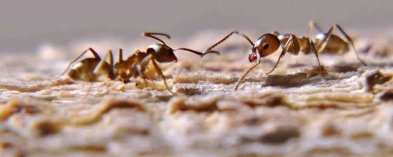 阿根廷蚂蚁的特点（阿根廷蚁的天敌是什么）
