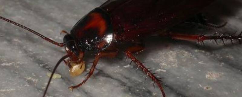 蟑螂怕蚊香吗 蟑螂会怕蚊香的气味吗