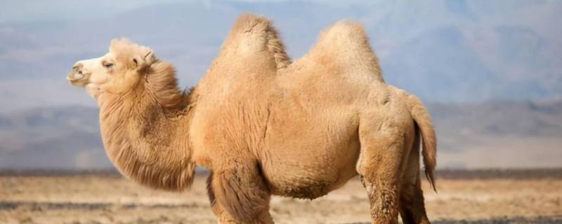 骆驼驼峰储存的是 骆驼驼峰储存的是脂肪吗