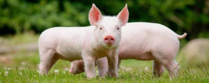 猪的特点 猪的特点有哪些及性格
