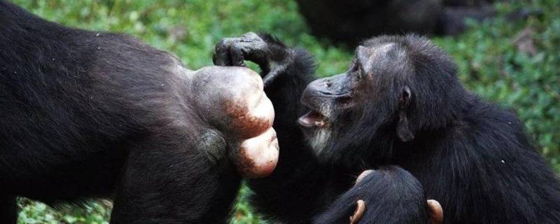 黑猩猩的特点 黑猩猩的特点描写