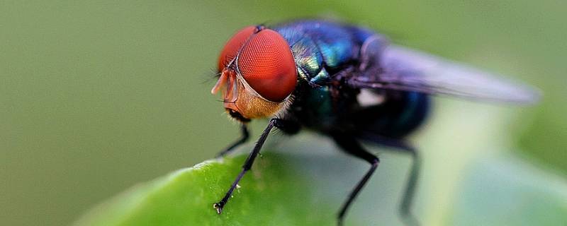 苍蝇的特点 苍蝇的特点和生活特征图片