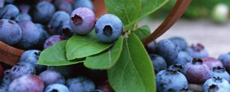 蓝莓怎么洗才能吃 蓝莓洗洗就可以吃吗