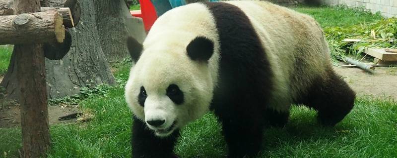 关于大熊猫的习性（关于大熊猫的各种资料）