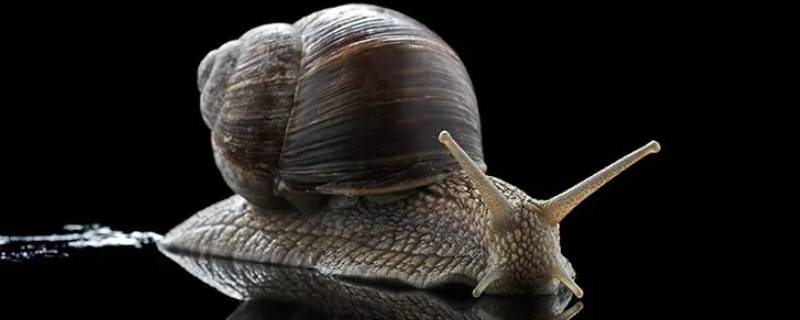 蜗牛的壳怎么来的 蜗牛的壳是怎么来的?
