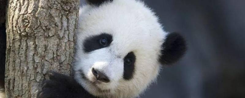 国宝大熊猫有什么特点和本领（国宝大熊猫的三个特点）