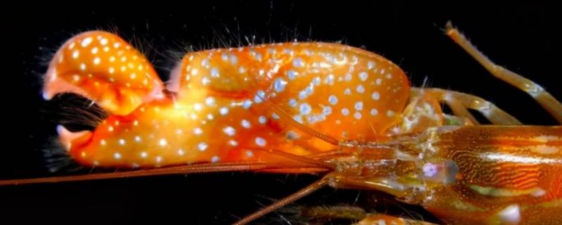 鼓虾的特点 什么是鼓虾