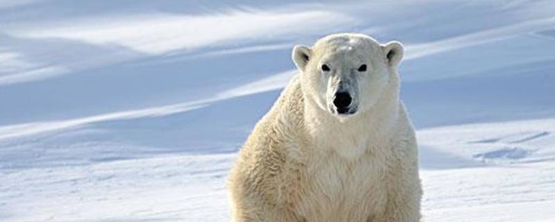 北极熊的哺乳方式是什么（北极熊是哺乳类吗）