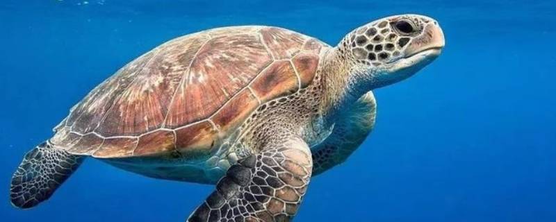 海龟的特点 海龟的特点有哪些特点是什么