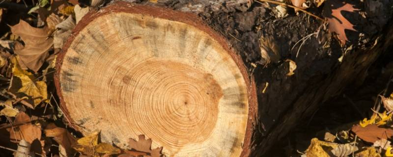 木头密度多大 木头密度多少