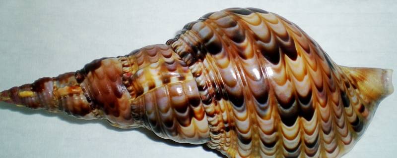 凤尾螺是不是保护动物 凤螺是什么动物