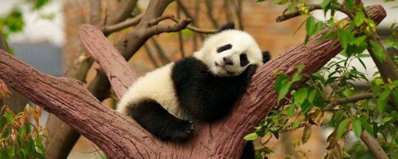 国宝大熊猫寿命（国宝大熊猫寿命,繁值）