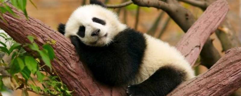 大熊猫如何睡觉 大熊猫是怎样睡觉的?