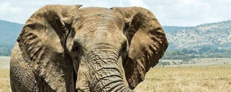 大象耳朵的作用是什么 大象的耳朵的作用
