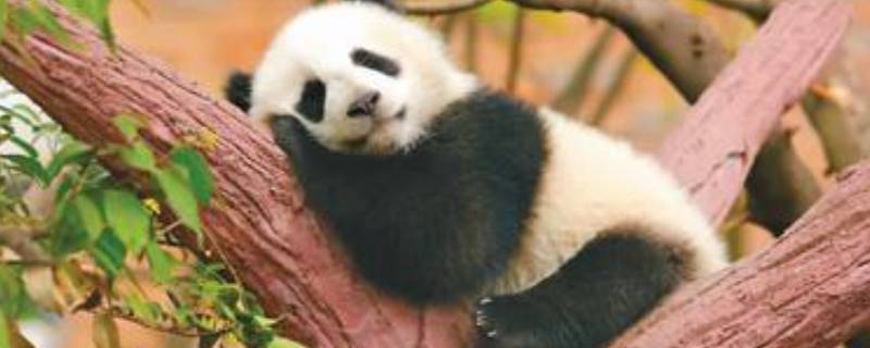 熊猫的寿命 熊猫的寿命是多少岁