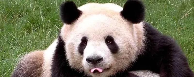 国宝大熊猫的类别是什么（国宝大熊猫的类别是什么食物吃什么分布地区是省是哪里）