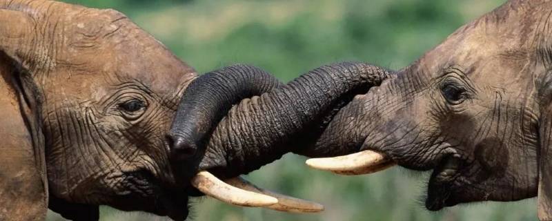 大象怎么吃东西 大象怎么吃东西用牙齿