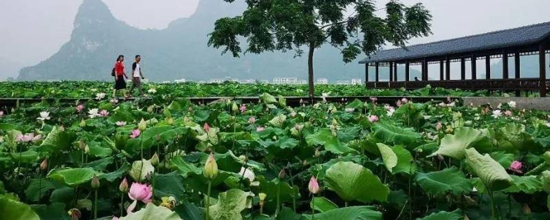 曹县景点（曹县景点排行榜）