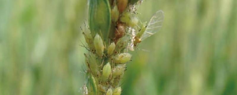 麦蚜的特点 小麦蚜虫的危害特点