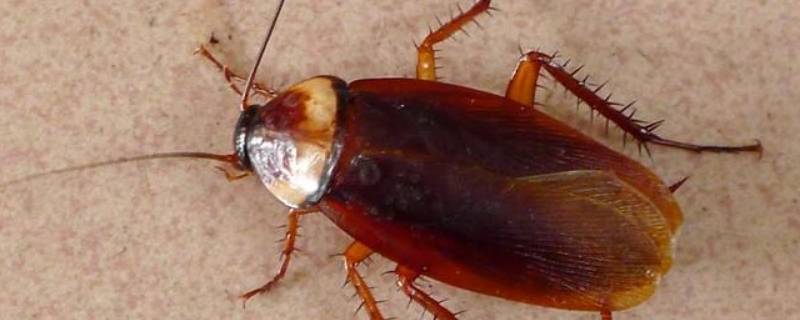 蟑螂怎么杀 消灭蟑螂最有效的办法