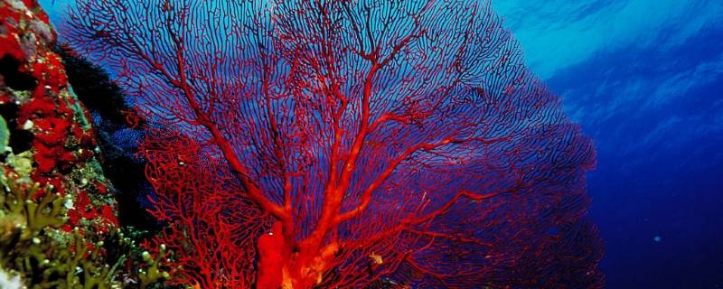 红珊瑚的特点 红珊瑚的区别
