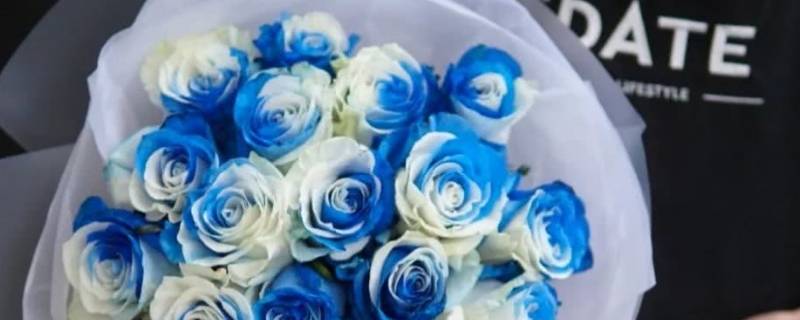 淡蓝白相间的玫瑰叫什么（淡蓝玫瑰是什么意思）