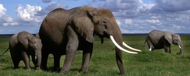 野生大象吃什么食物 野外的大象吃什么