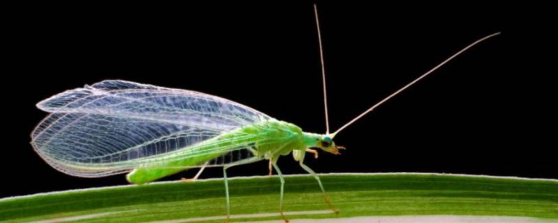 绿色的小飞虫是什么东西怎么办 绿色的小飞虫怎么消灭