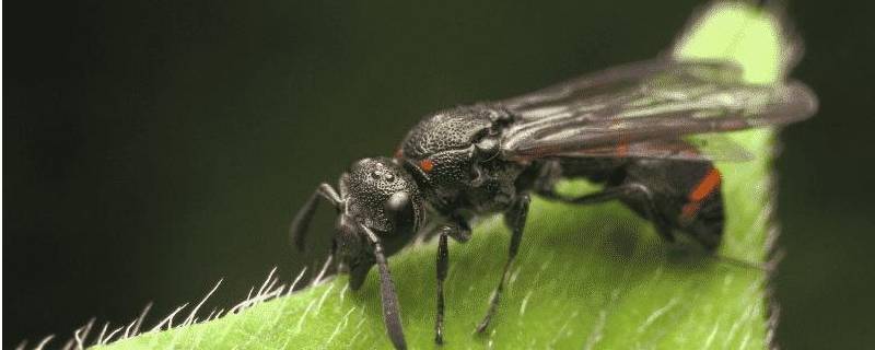 为什么会有飞蚁 为什么会有那么多飞蚂蚁出现
