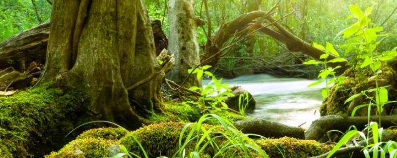 热带雨林在什么地方 热带雨林在什么地方环境怎么样的探险作文