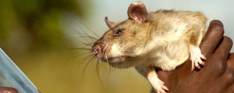 非洲刺毛鼠的特点 非洲刺毛鼠 恢复能力