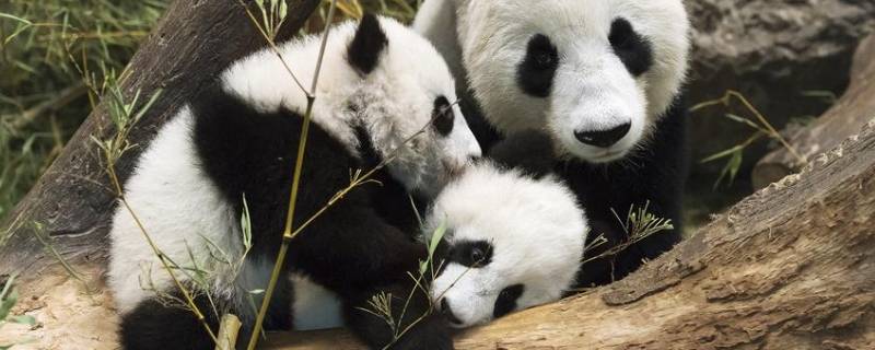 上海动物园有大熊猫吗（上海动物园有小熊猫吗）