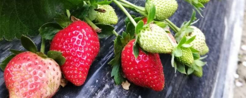 草莓夏天超过30度怎么办 夏季高温草莓如何安全度过