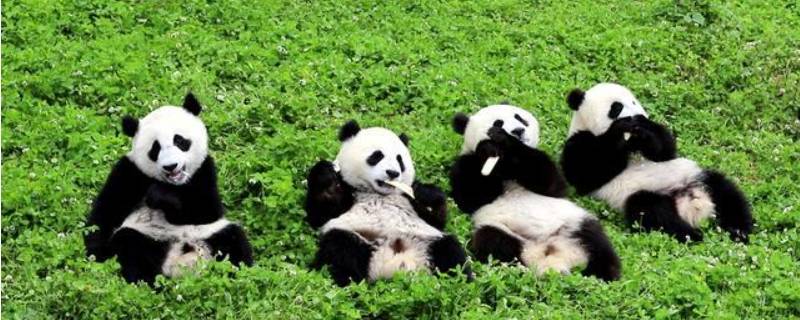 保护熊猫的方法和措施（怎样保护熊猫的措施）
