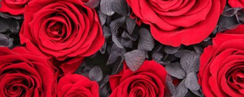 玫瑰花数量的寓意和花语 玫瑰花数量的花语是什么