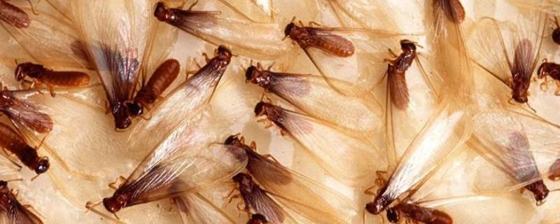 白蚁为什么会出现在家里 家里为什么会有白蚁是从哪里来的