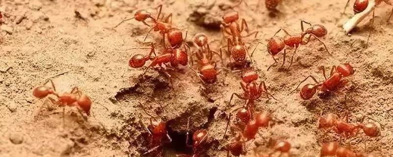 火蚁的特点 什么是火蚁